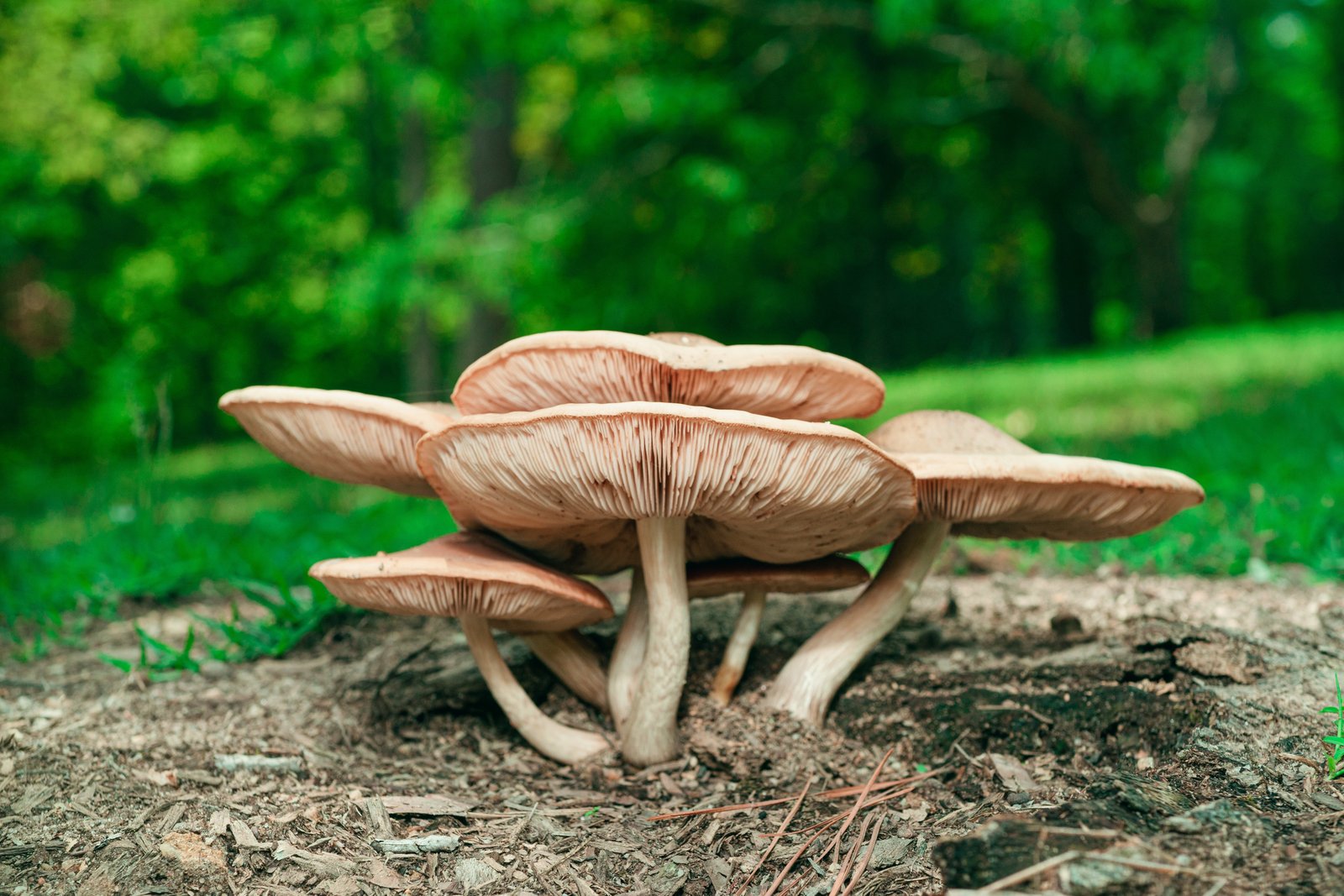 Mushroom farm landscape